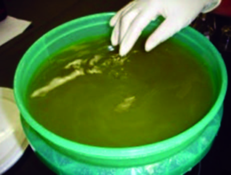Gloved hand and bucket with filtered sweet sorghum juice