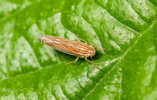 leafhopper on a leaf