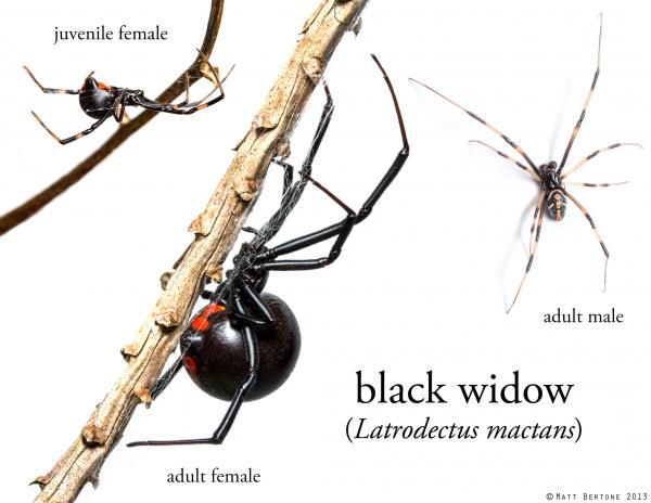 5-4-20_black_widow_matt_bertone_sm.jpg