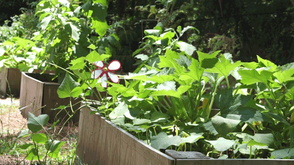Plants growing in raised beds in a vegetable garden at a child care center.