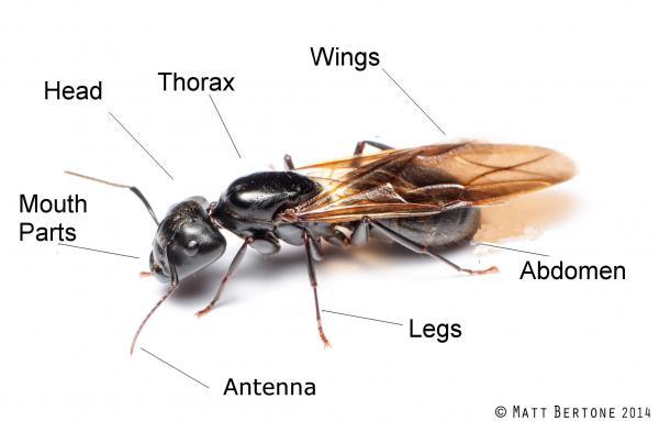 parts of an insect labeled