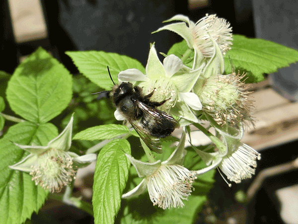 Bee sits on small white flowers.