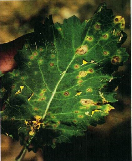 Oilseed mustard with symptoms of Alternaria blight