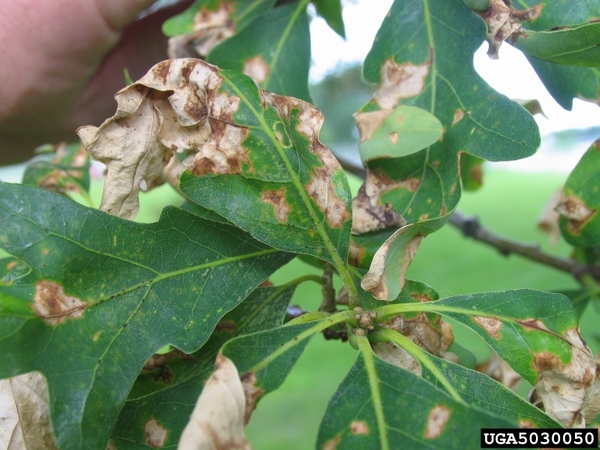 White oak leaves are clustered along the end of a twig. Dead, brown spots are on the leaves due to anthracnose infection. Some leaves are curled due to these lesions.