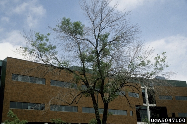 An ash tree is in front of a brick building. The tree has lost the majority of its leaves due to anthracnose, so it has many barren twigs.