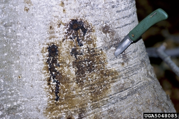 A tarry, red-brown spot is on the bark of an American beech tree. A pocket knife is stuck into the tree to the right of this spot.