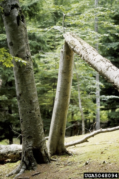 Two American beech trees are side-by-side in a forest. The tree to the right has snapped with the top half of the tree touching the ground.