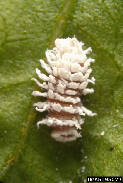 lady beetle larvae with white protrusions that mimic scale