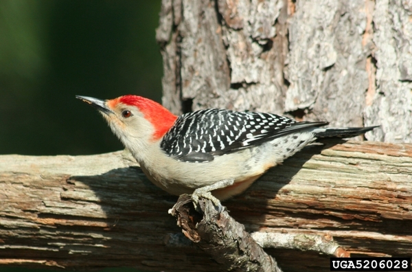 A woodpecker sitting on a tree branch. The top of its head is red, and it has a white body and black-and-white wings.