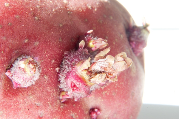 Close-up photo of a potato