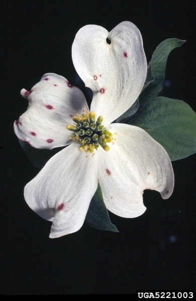 White 4-petal flower (dogwood flower) with small red-purple spots.
