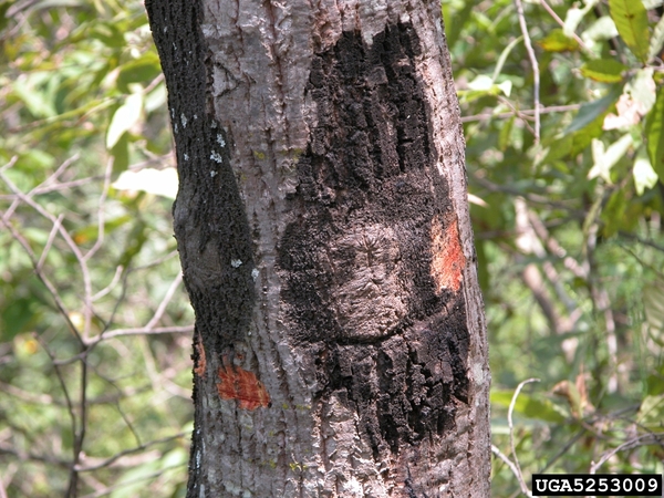 Oval brown area of dead tissue on bark