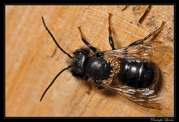 Black bee with beige mites on its body.