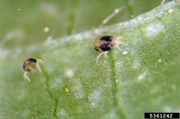 Small yellow mites with dark mottled patches on their sides, on foliage.