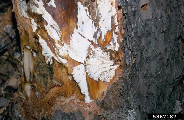 White fan-shaped substances under bark of tree