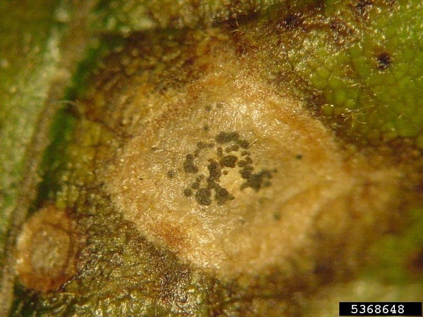 An area of dead leaf tissue with small dark spots on it