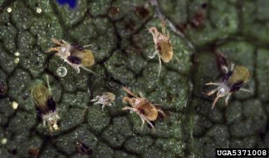 Photo of twospotted spider mite adults, nymphs, and eggs on leaf