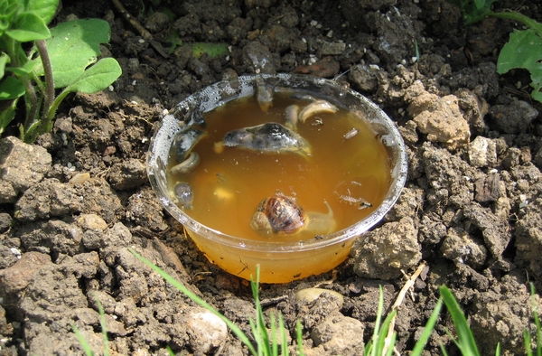 cup of beer set on ground with snails and slugs in it