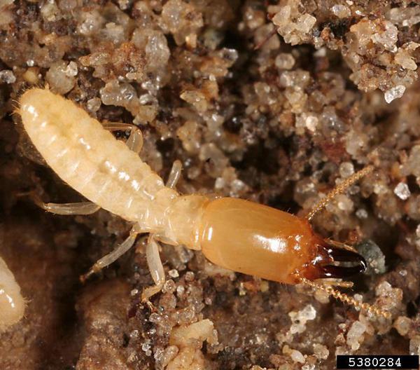 Eastern subterranean termite soldier 