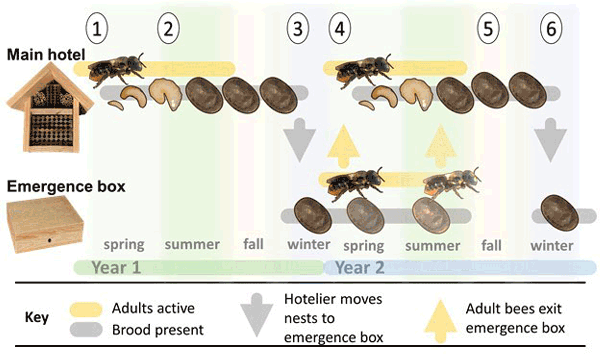 Diagram of bee hotel lifecycle and maintenance.