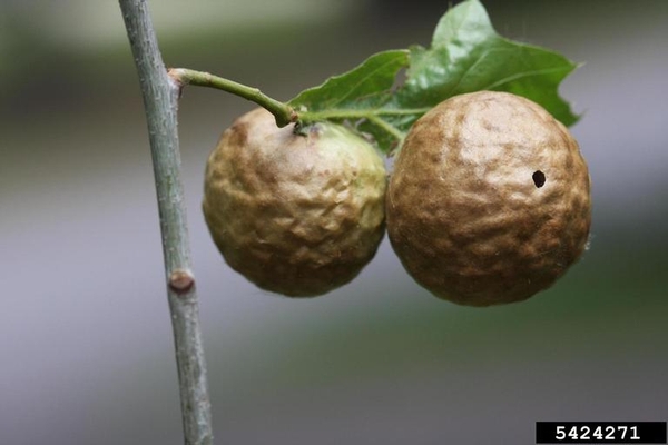 Two oak apple galls hang on the twig of a red oak tree, beneath a single leaf. Both of the galls are round with a rough surface and brown color. The gall on the right has a visible