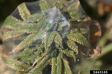 Hemp plant covered with webbing from twospotted spider mites