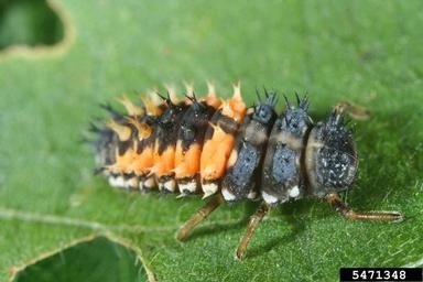 lady beetle larva.