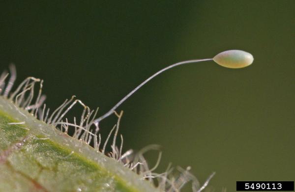 Lacewing egg