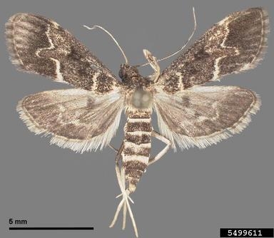 Thumbnail image for European Pepper Moth in Nurseries and Greenhouses