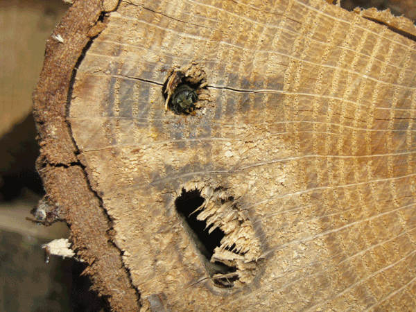 Bee inside a cavity at the end of a log.