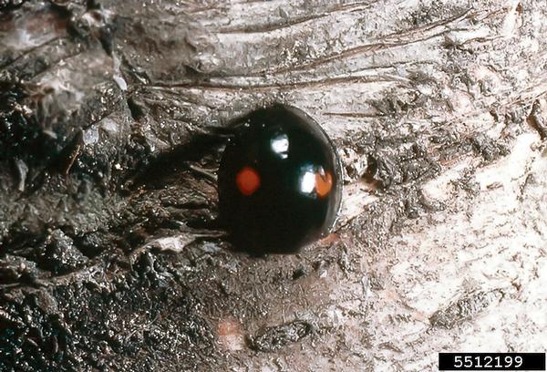 Twice-stabbed lady beetle (Chilocorus stigma).