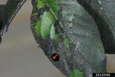 lady beetle on a leaf that is coated in the black sooty mold.