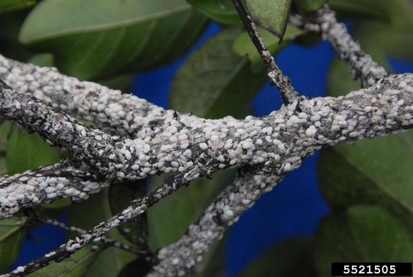 View of a branch covered in crape myrtle bark scales with bumpy, white appearance