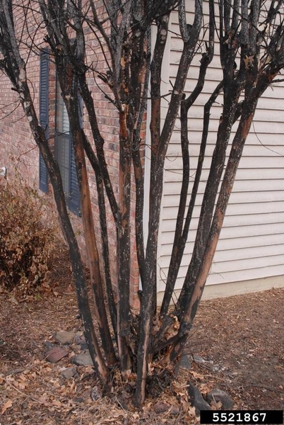 Crape myrtle branches appear black and sooty