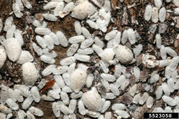 Close up of crape myrtle bark scales