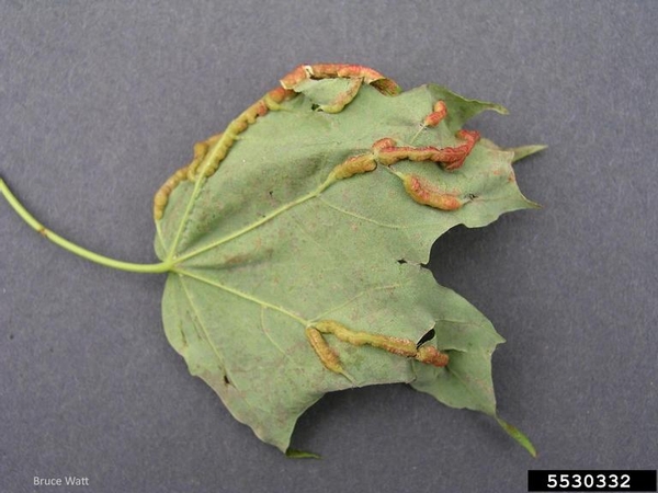 Green leaf underside, with swollen, reddish veins.