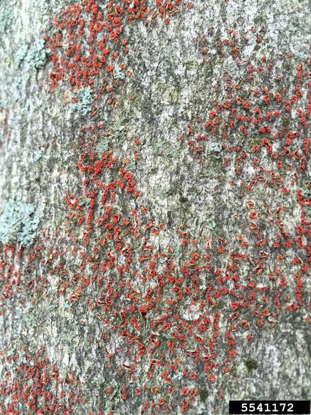 The bark of a beech tree is covered in fruiting bodies of Neonectria fungi, which appear small, round, and bright red.