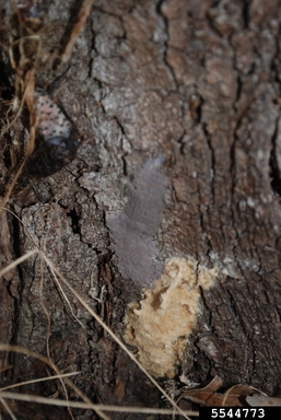 Spotted Lanterfly egg masses on bark