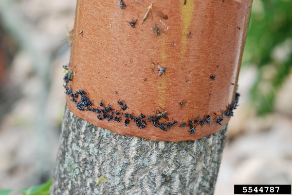 small spotted lanternfly nymphs stuck to sticky band on tree