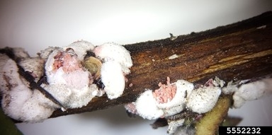 close-up view of crape myrtle bark scale adults with eggs.