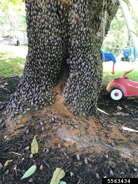 spotted lanternflies clustered at base of tree