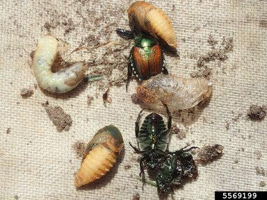 Japanese beetle adult, pupae, and grubs.