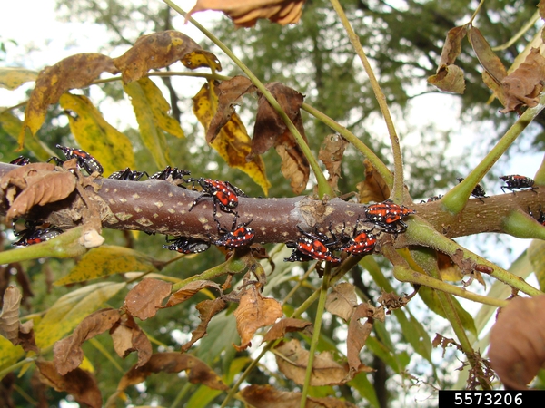 Black, white, red spotted lanternfly nymphs clustered on plant