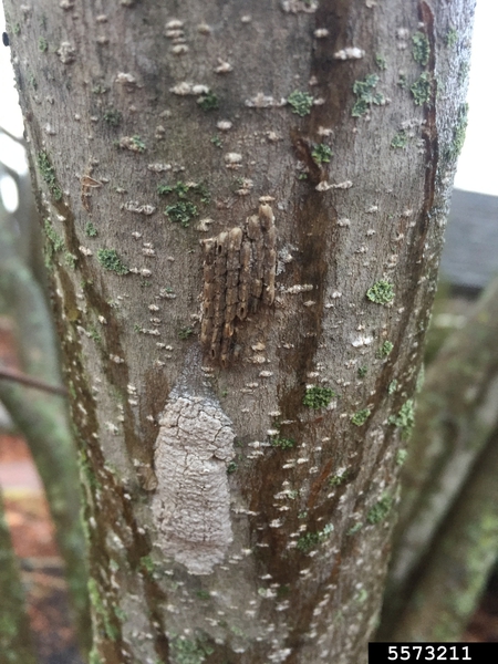 Mud-like egg masses on trunk of tree