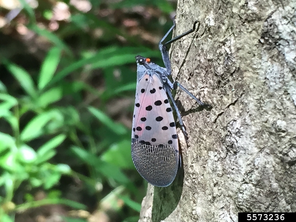 Adult spotted lanternfly resting on side of tree