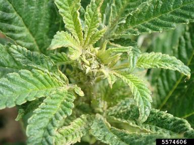 Photo of top of hemp plant with yellowing and stunting