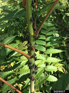 Group of Spotted lanternfly along trunk of tree of heaven