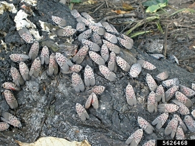 Close-up of large group of Adult spotted lanternfly