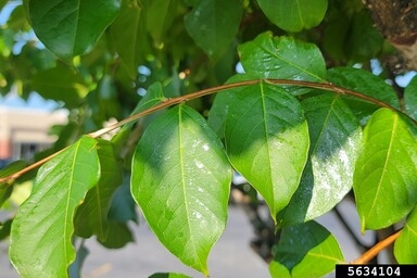 Honeydew on leaves from crape myrtle bark scale.