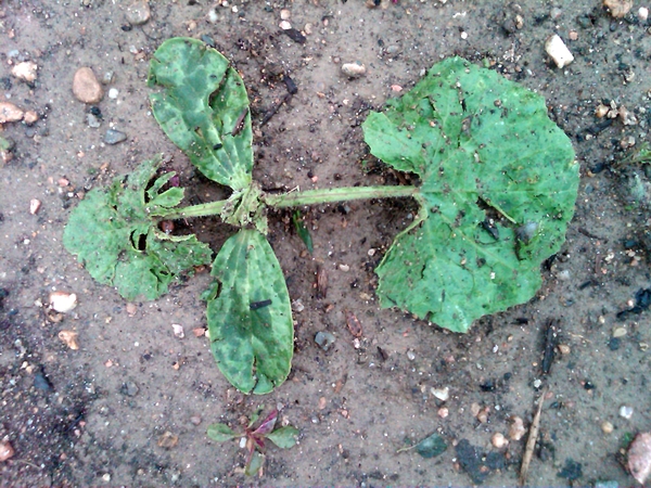 Flattened pumpkin plant with holes in leaves on wet ground